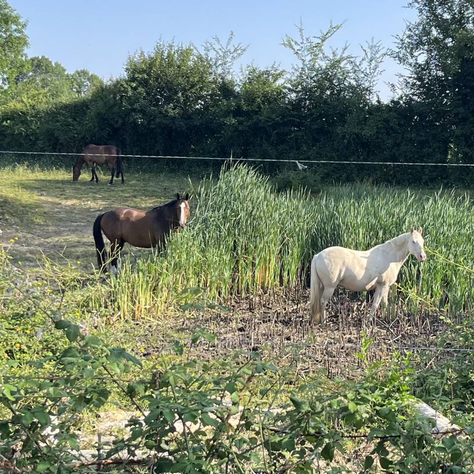 Pension Pré - Ranch des Romalines