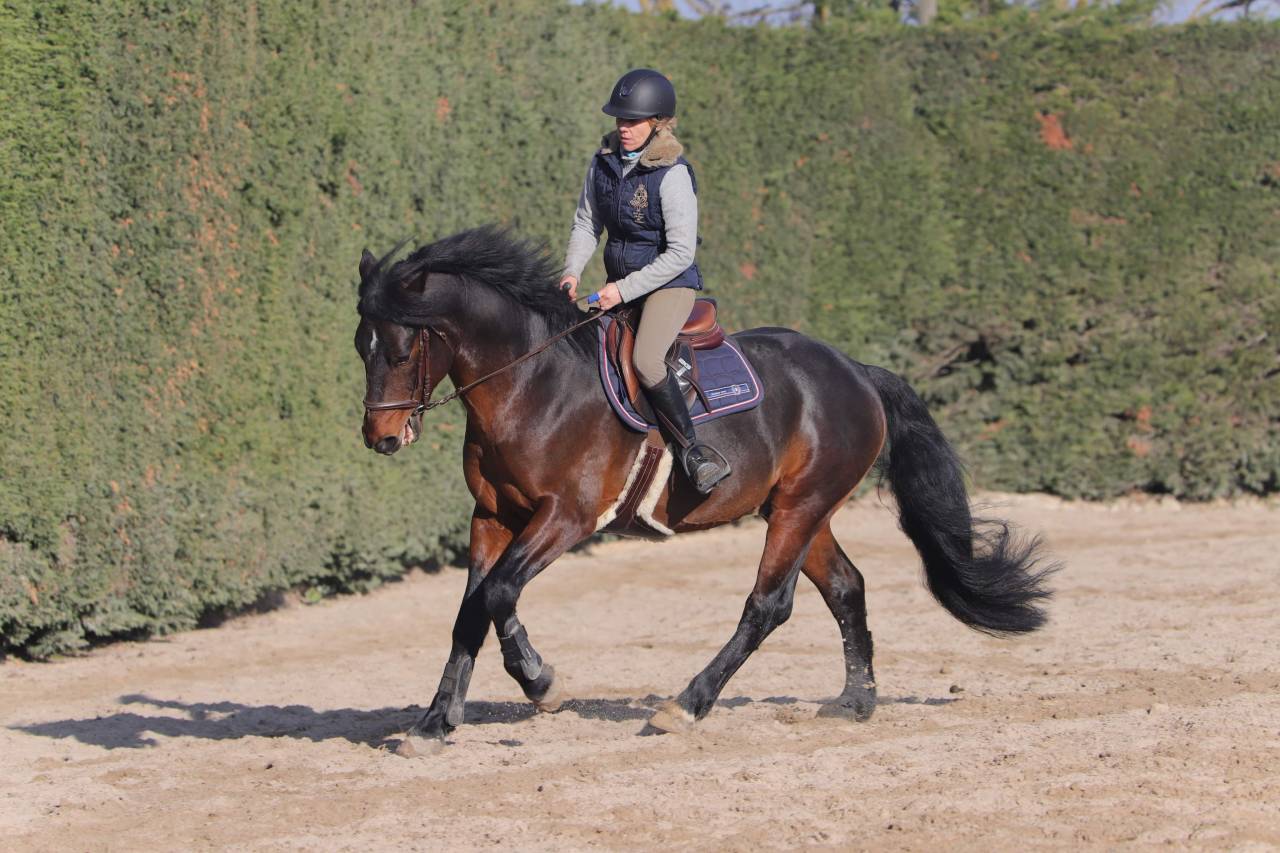 Cleggan's Boy de Coux - Etalon Connemara Bai
