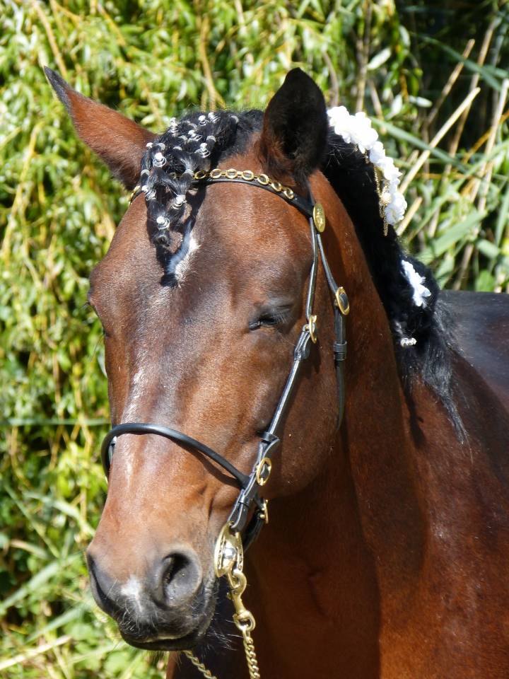 Cleggan's Boy de Coux - Etalon Connemara Bai