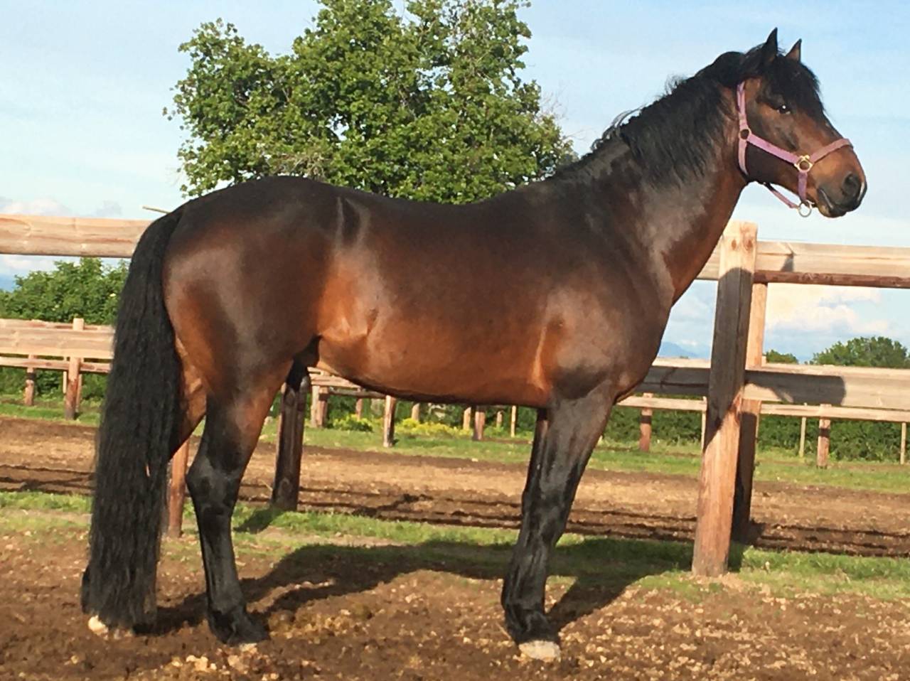 Cleggan's Boy de Coux - Etalon Connemara Bai