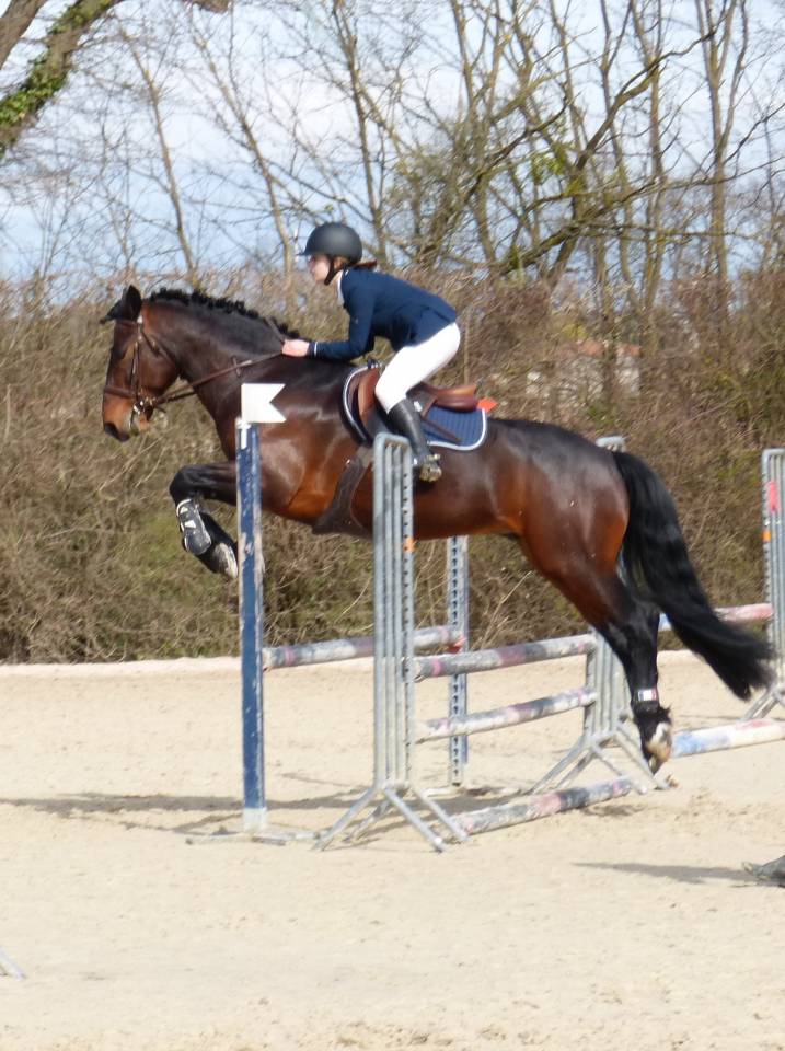 Cleggan's Boy de Coux - Etalon Connemara Bai