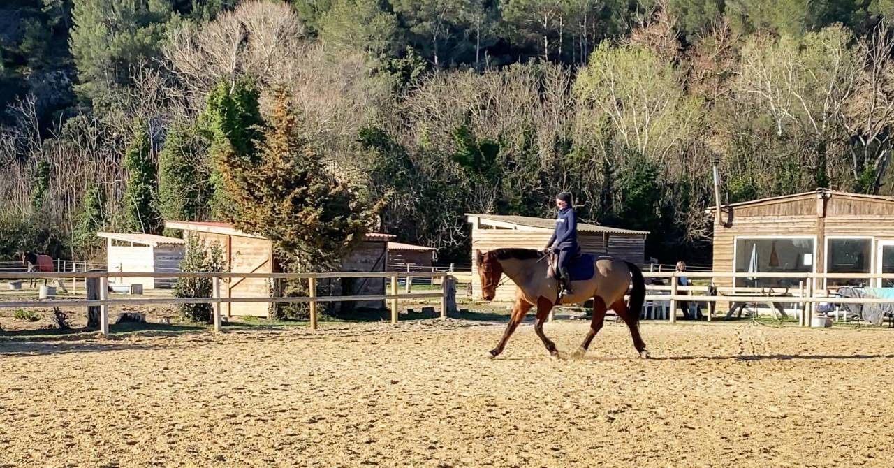 Pension écuries de propriétaires paddocks/box (13)