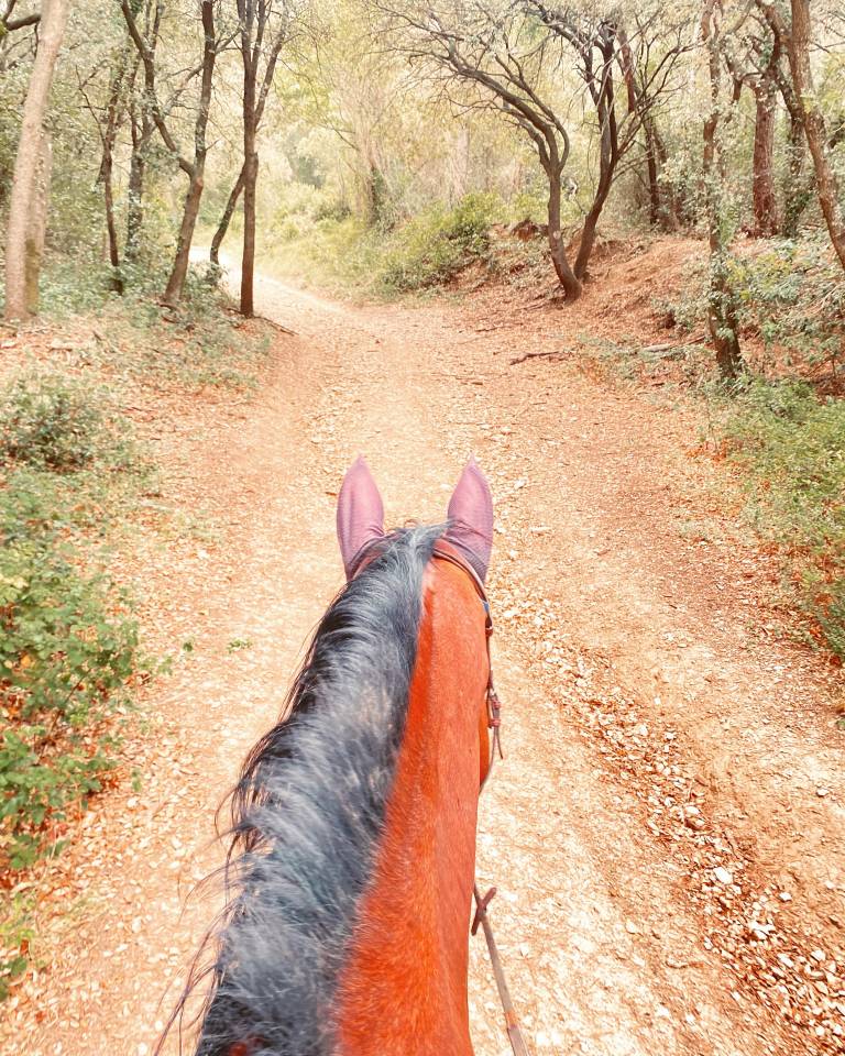 Pension écuries de propriétaires paddocks/box (13)