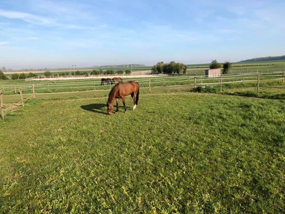 Pension cheval/poney - Ecurie de propri&eacute;taires