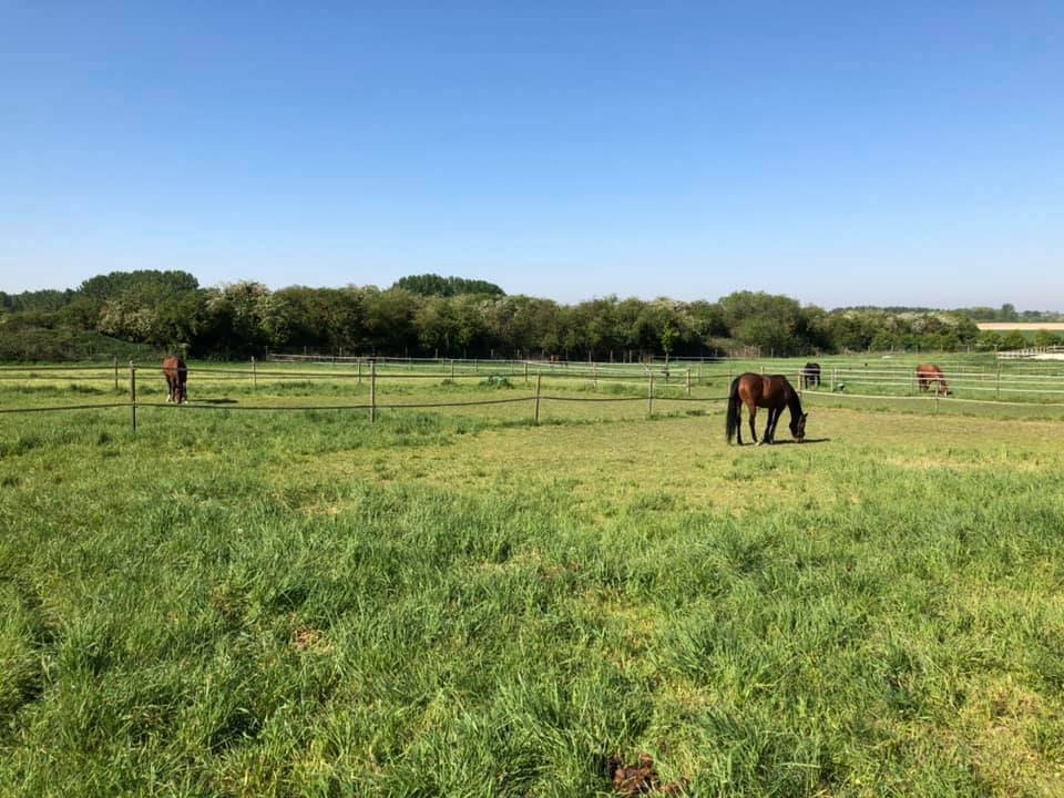 Pension cheval/poney - Ecurie de propri&eacute;taires
