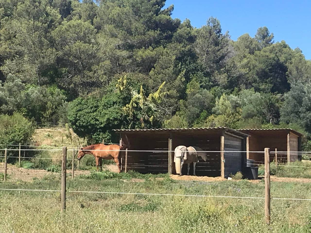 Pension de propriétaire paddock/box
