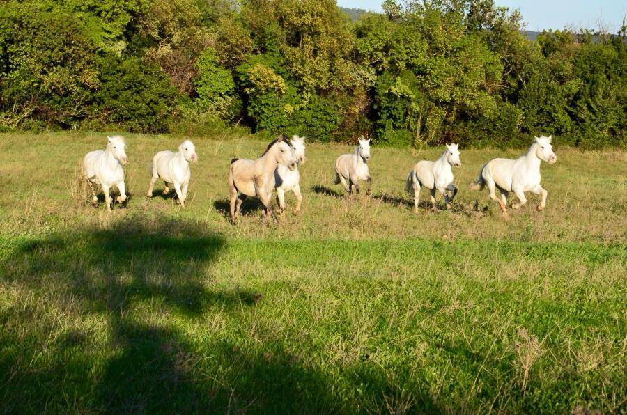 Pension de propriétaire paddock/box