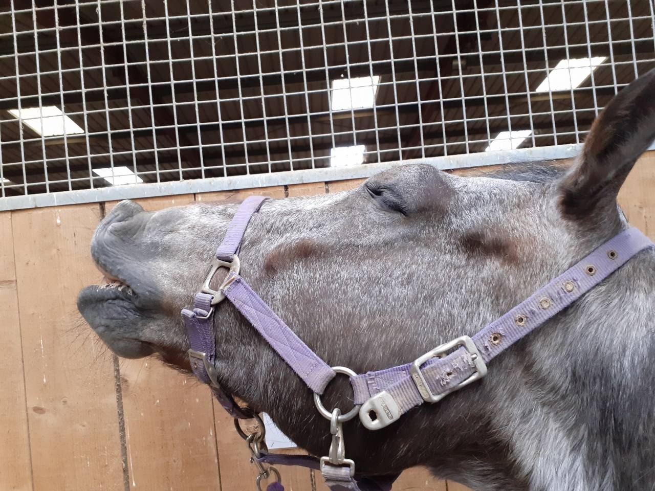 TP/DP sur cheval d'expérience