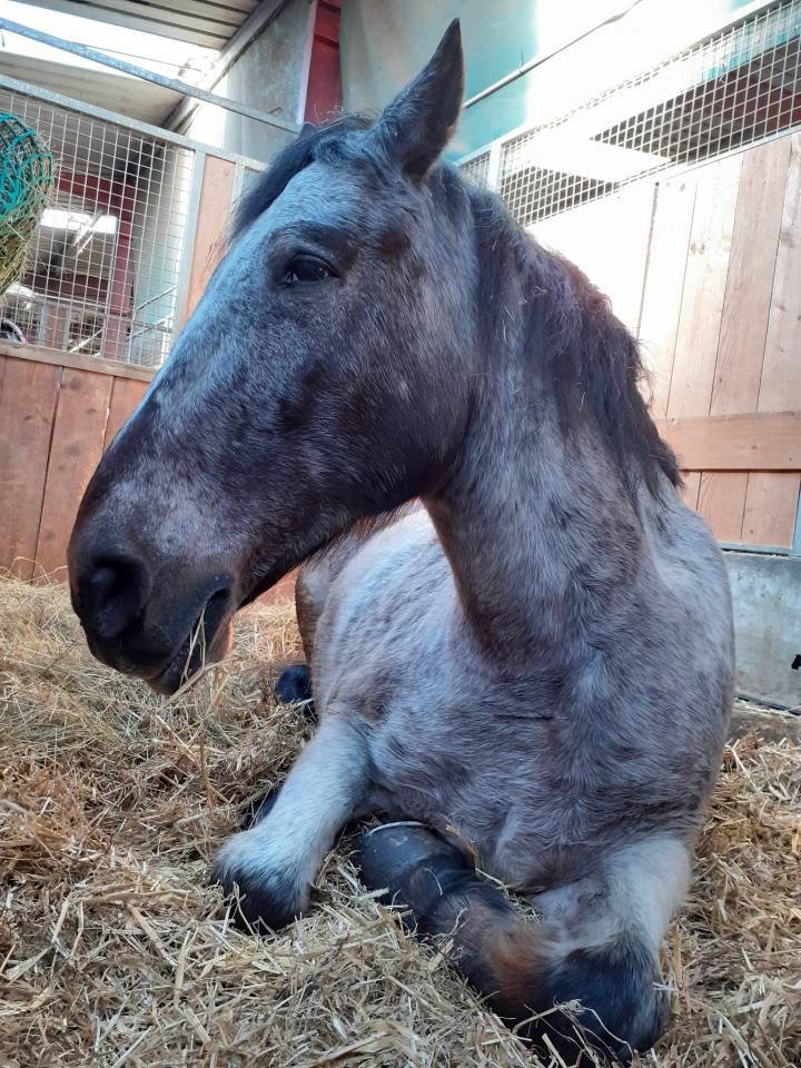 TP/DP sur cheval d'expérience