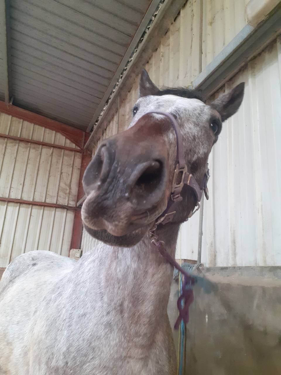 TP/DP sur cheval d'expérience