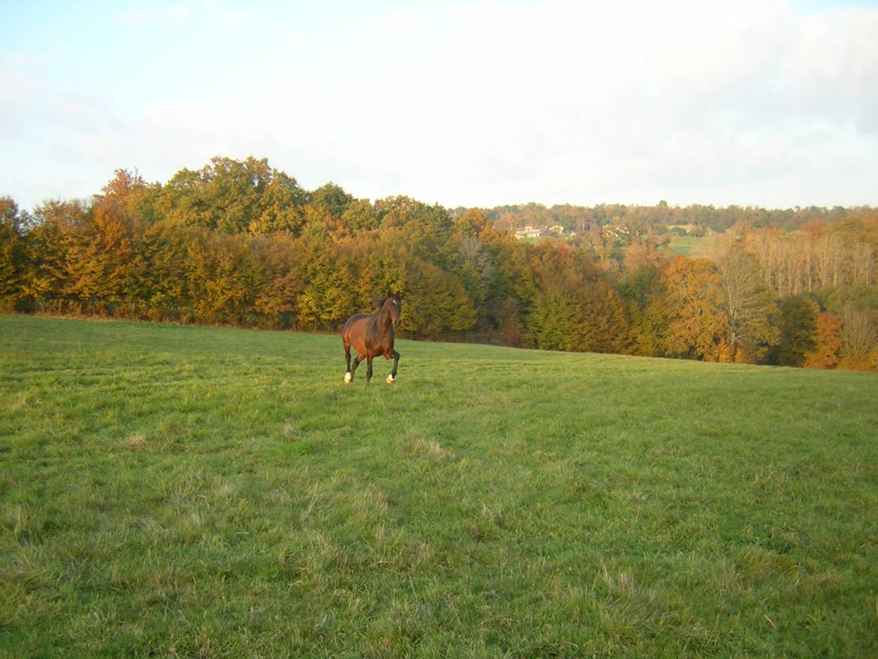 Pension pour &eacute;quid&eacute;s en P&eacute;rigord,  grands espaces 