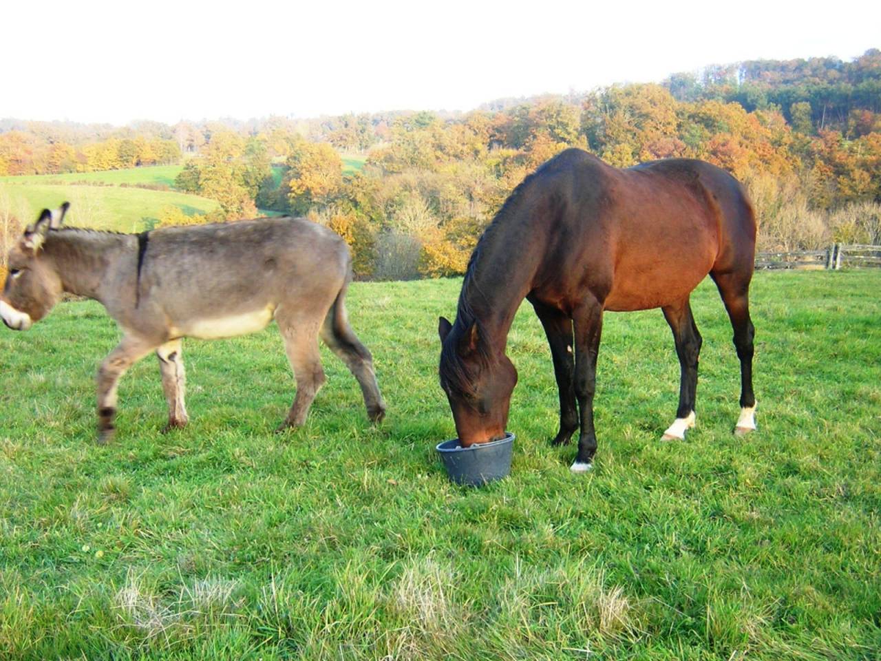 Pension pour &eacute;quid&eacute;s en P&eacute;rigord,  grands espaces 