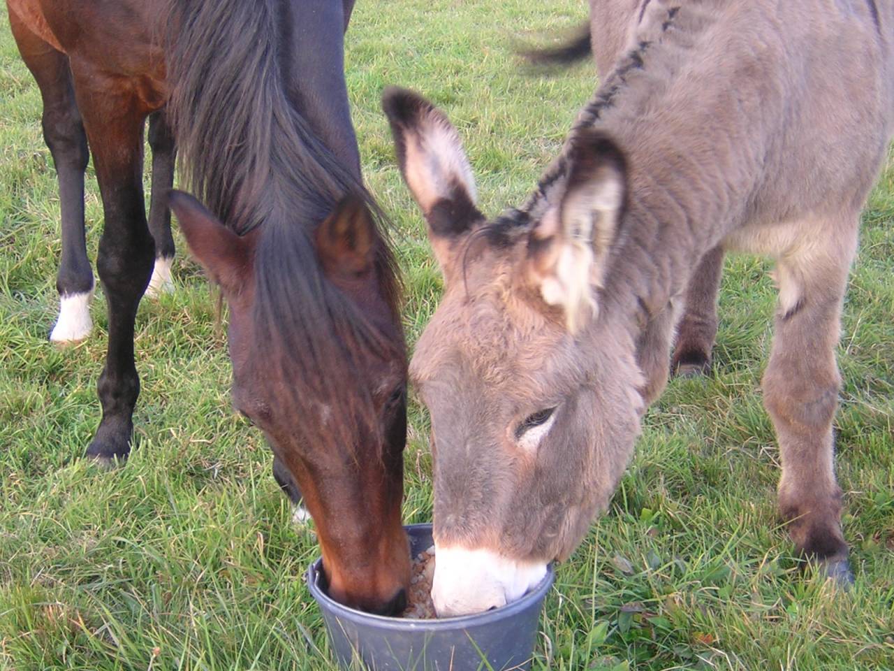 Pension pour &eacute;quid&eacute;s en P&eacute;rigord,  grands espaces 