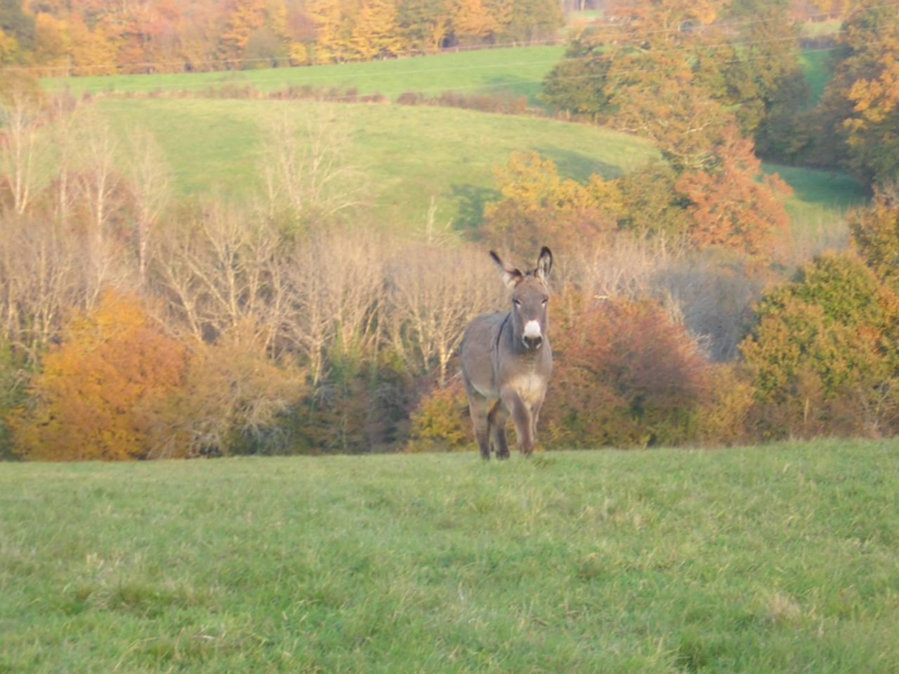 Pension pour &eacute;quid&eacute;s en P&eacute;rigord,  grands espaces 