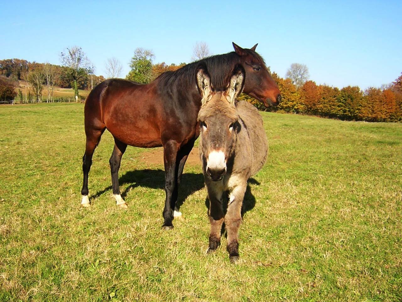 Pension pour &eacute;quid&eacute;s en P&eacute;rigord,  grands espaces 