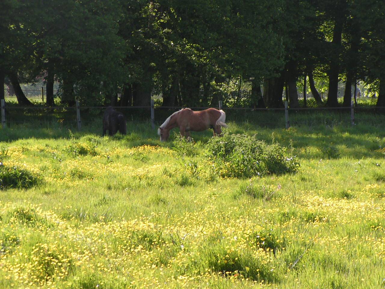 PENSION TOUS TYPES DE CHEVAUX 