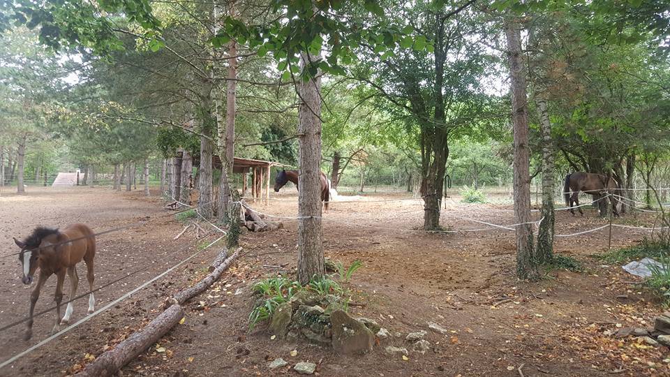 91/ Pension Paddock box, 100% pr&eacute; proche Milly la for&ecirc;t