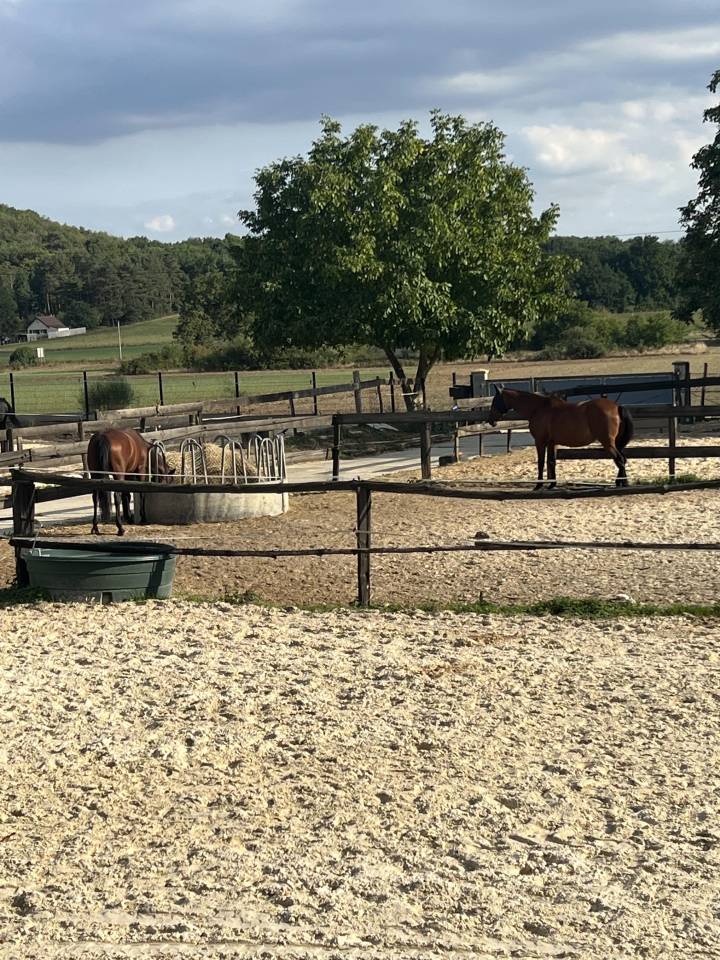 91/ Pension Paddock box, 100% pr&eacute; proche Milly la for&ecirc;t