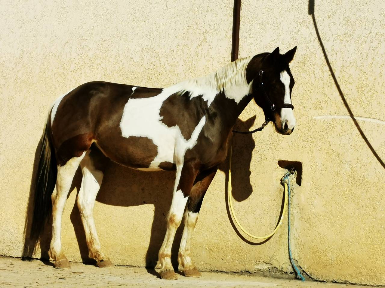 Pension cheval Gr&eacute;oux les bains (04) - CE Ch&acirc;teau Laval