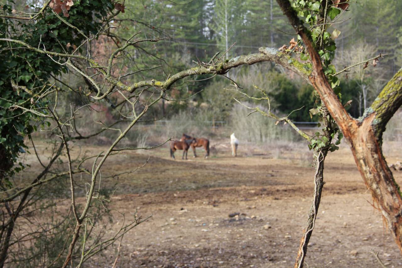 Pension cheval Gr&eacute;oux les bains (04) - CE Ch&acirc;teau Laval