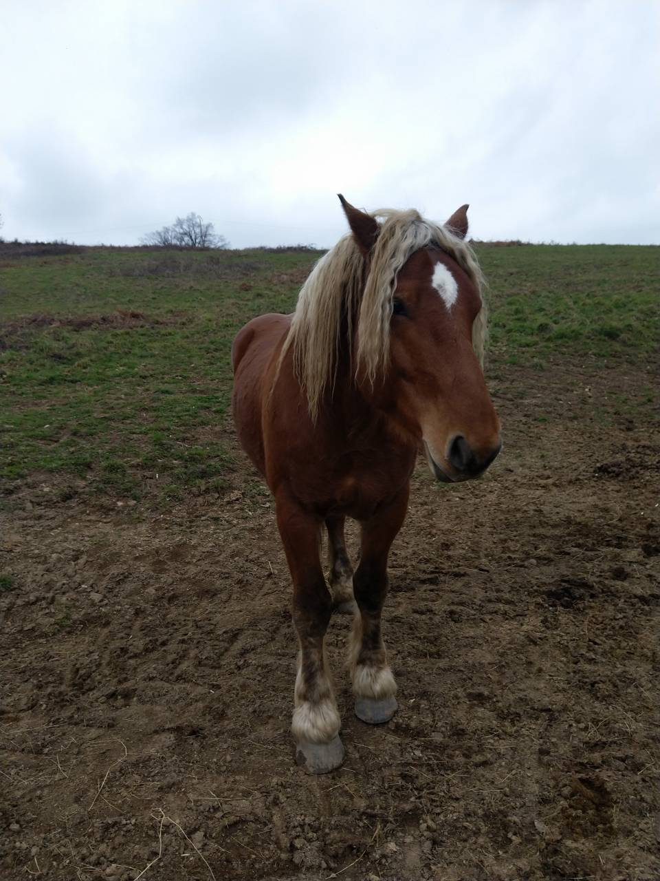 KASPER Mâle Comtois Pleins papiers