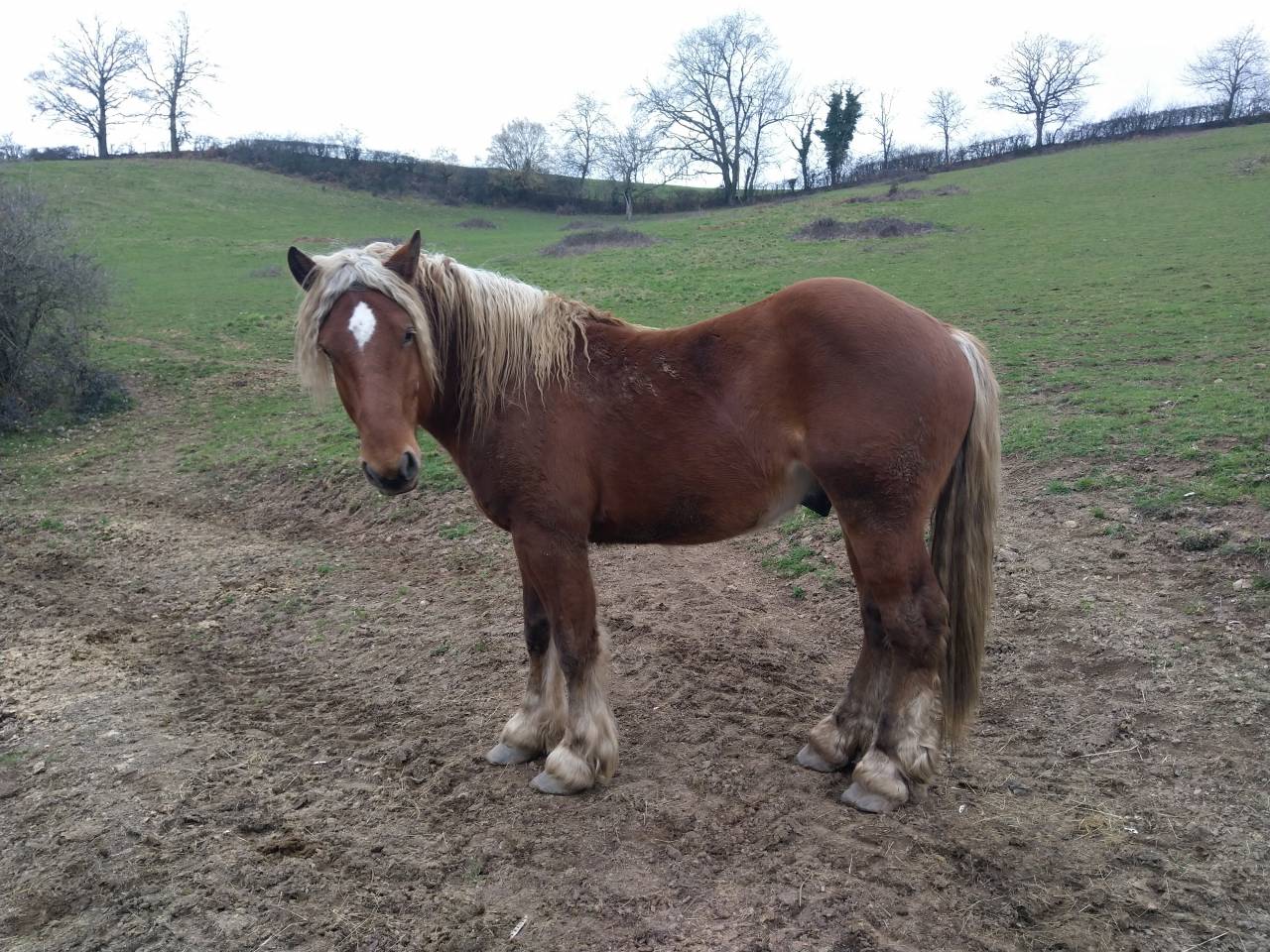 KASPER Mâle Comtois Pleins papiers