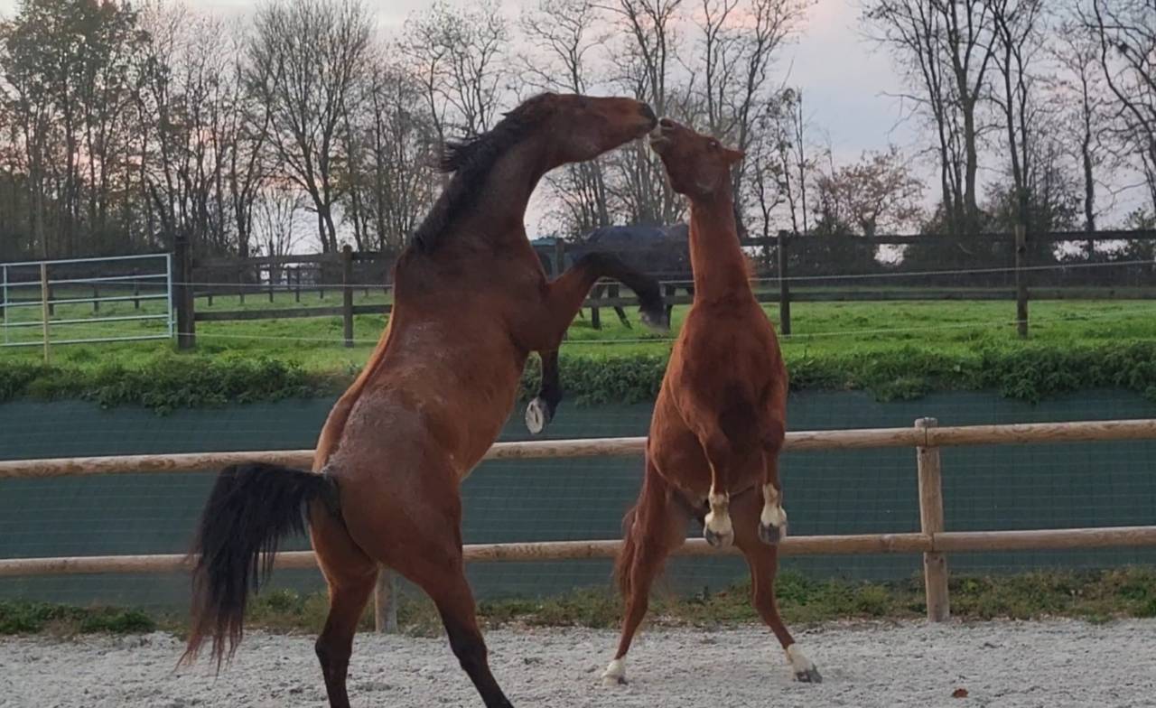 Prestations équitation (cours et/ou massages)