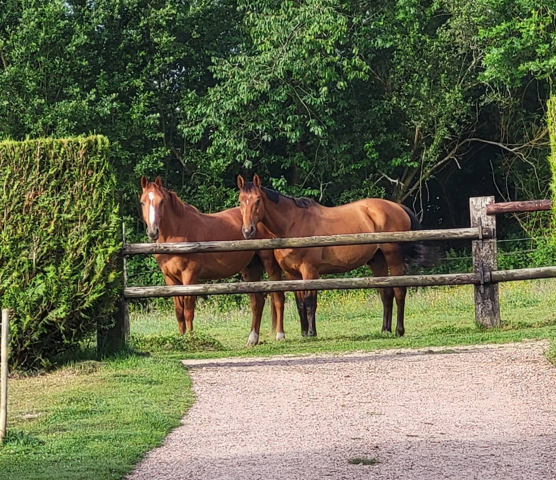 Prestations équitation (cours et/ou massages)