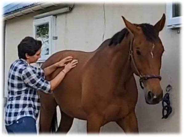 Prestations équitation (cours et/ou massages)