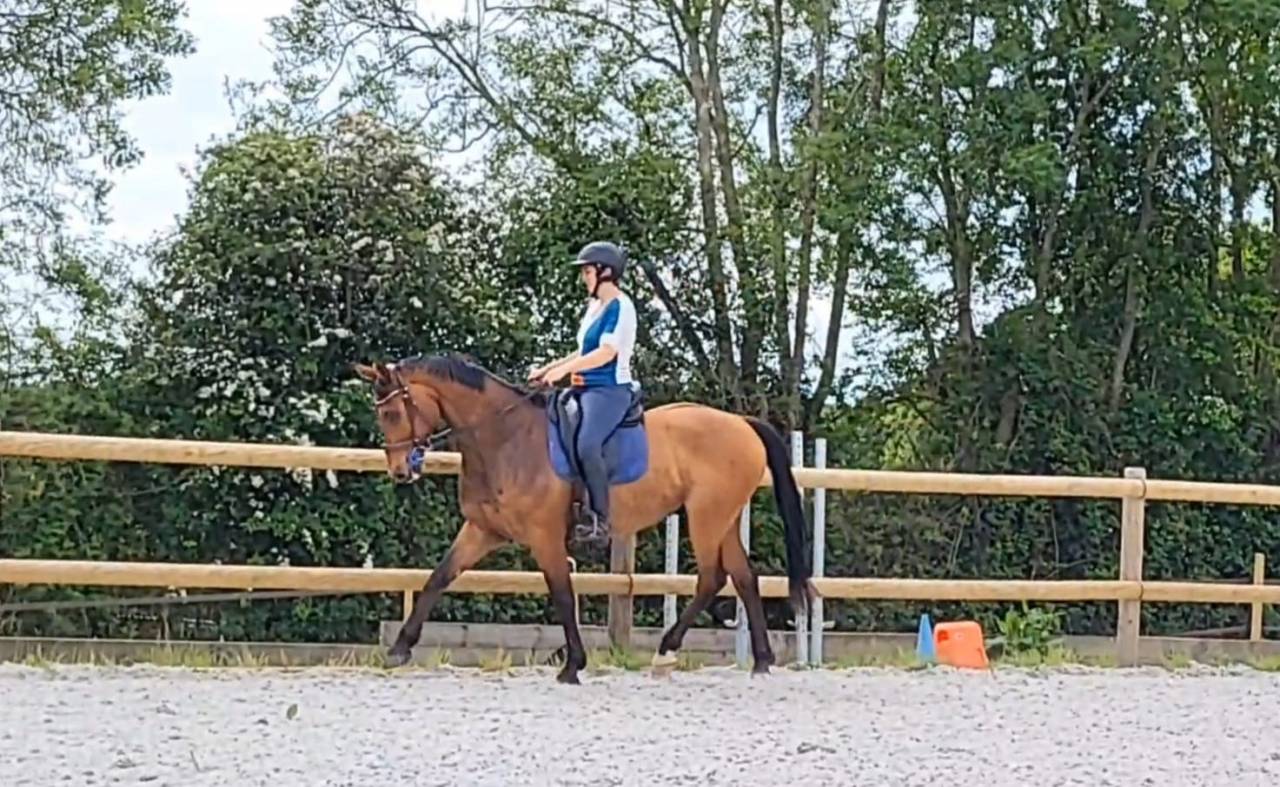 Prestations équitation (cours et/ou massages)