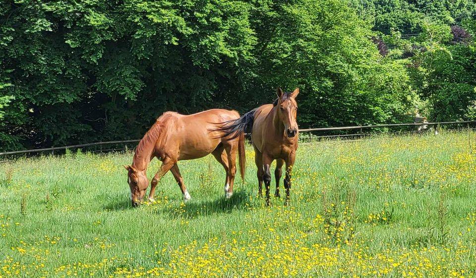 Prestations équitation (cours et/ou massages)