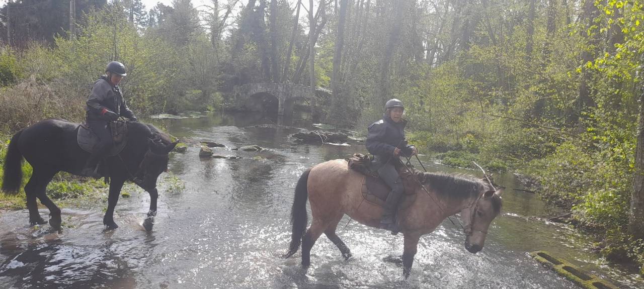 Pension chevaux Ecurie La Bohême 