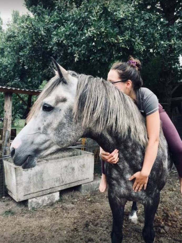 Coclicot - Beau mâle Connémara pour Saillie