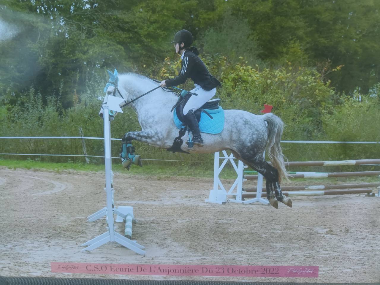 Coclicot - Beau mâle Connémara pour Saillie