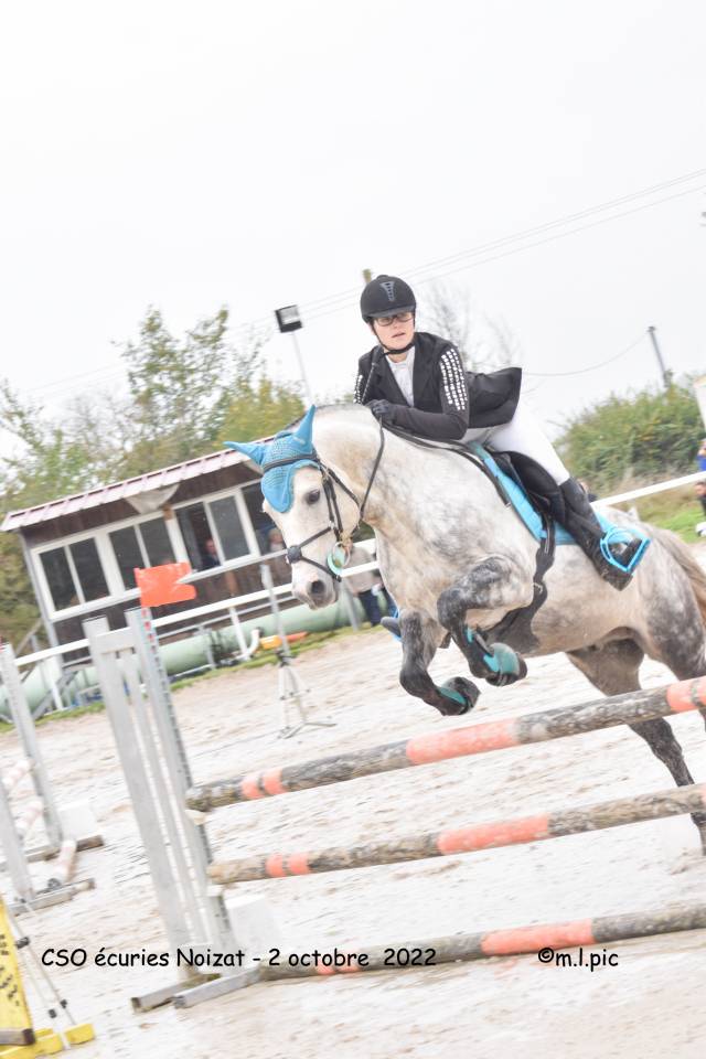 Coclicot - Beau mâle Connémara pour Saillie