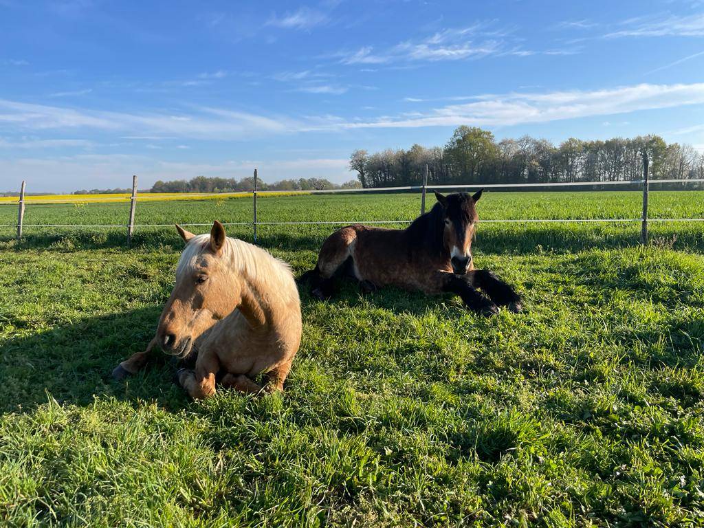 Pension Romagne (86700)