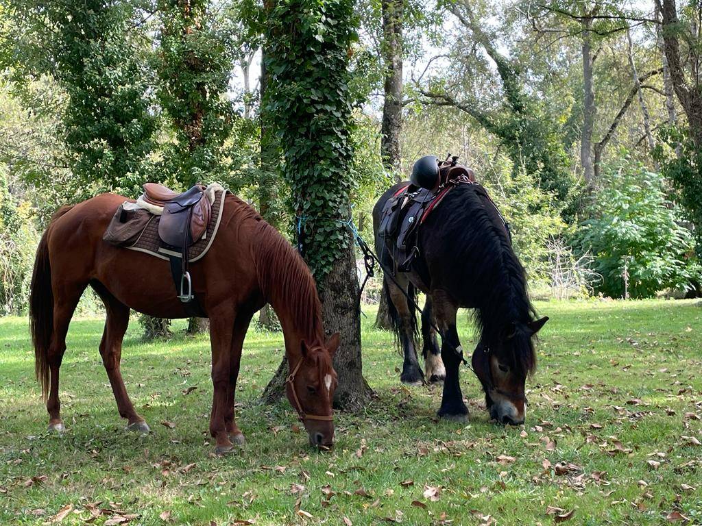 Balade &agrave; cheval Romagne (86700)
