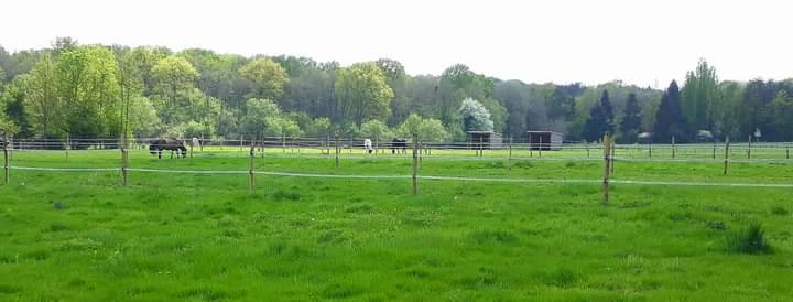 Ecurie de Propriétaires - Ecurie de la Champagne (45)