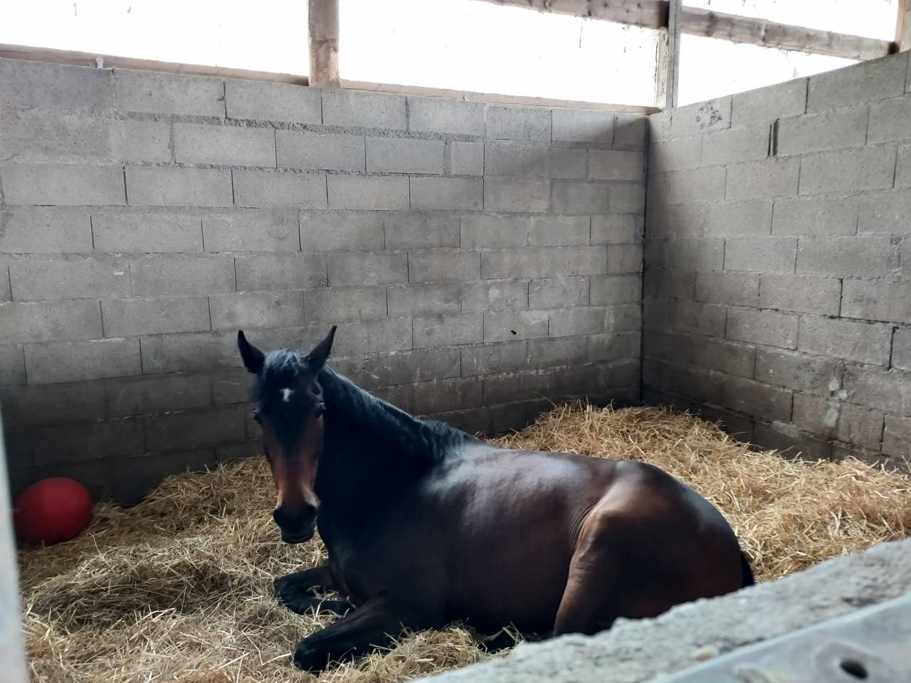 Ecurie de Propriétaires - Ecurie de la Champagne (45)