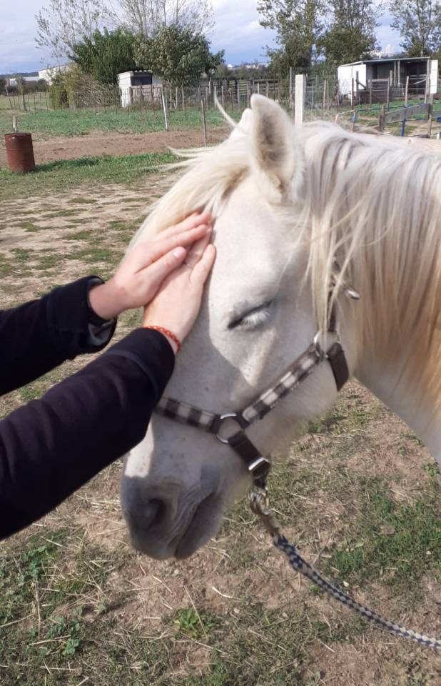 &Eacute;nerg&eacute;ticienne animaux et humains