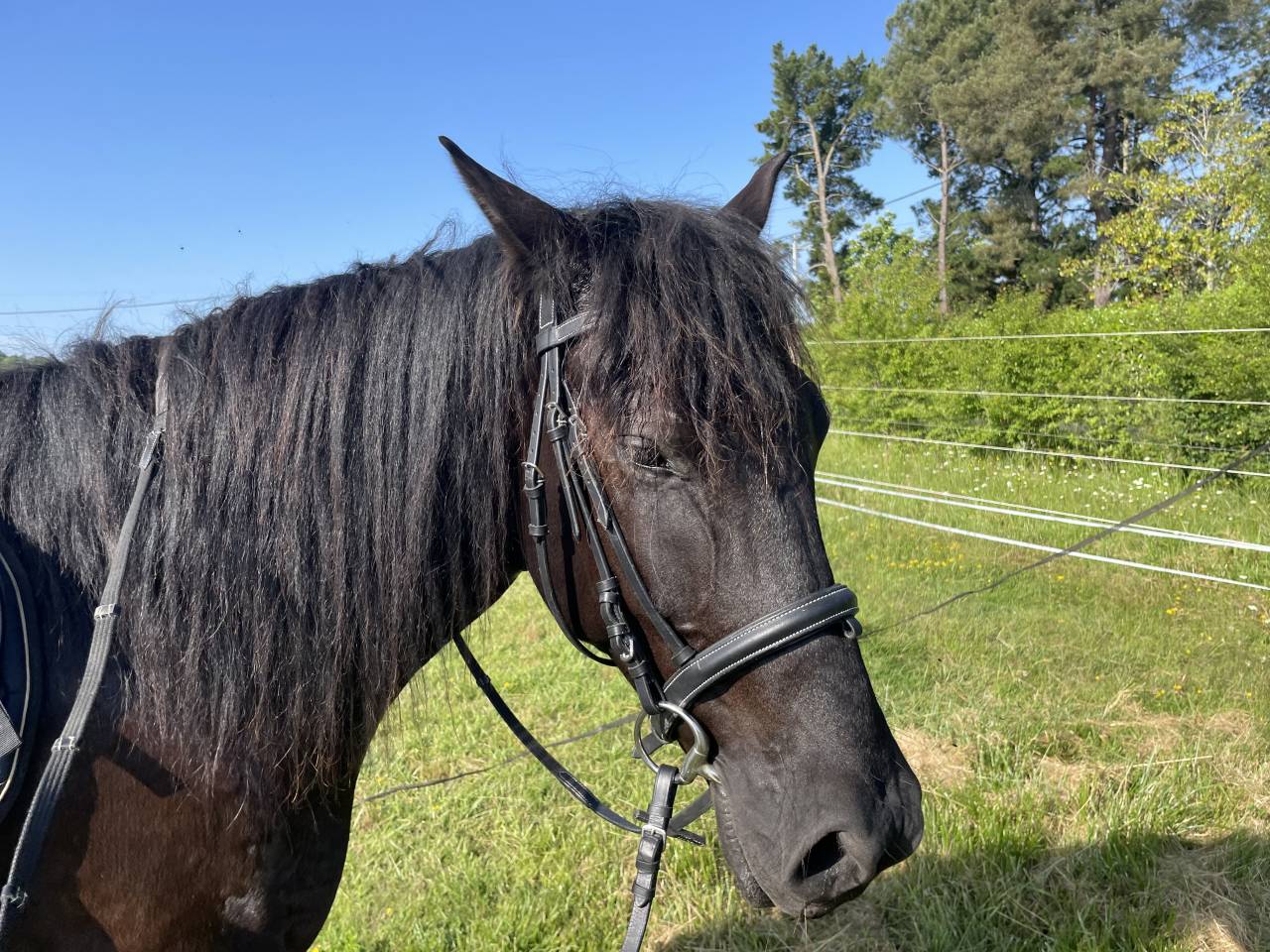 Hideal, PRE minorquin, 6 ans.