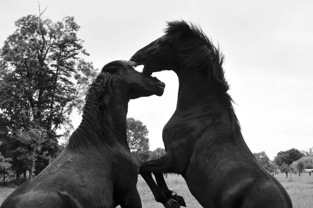 Hideal, PRE minorquin, 6 ans.