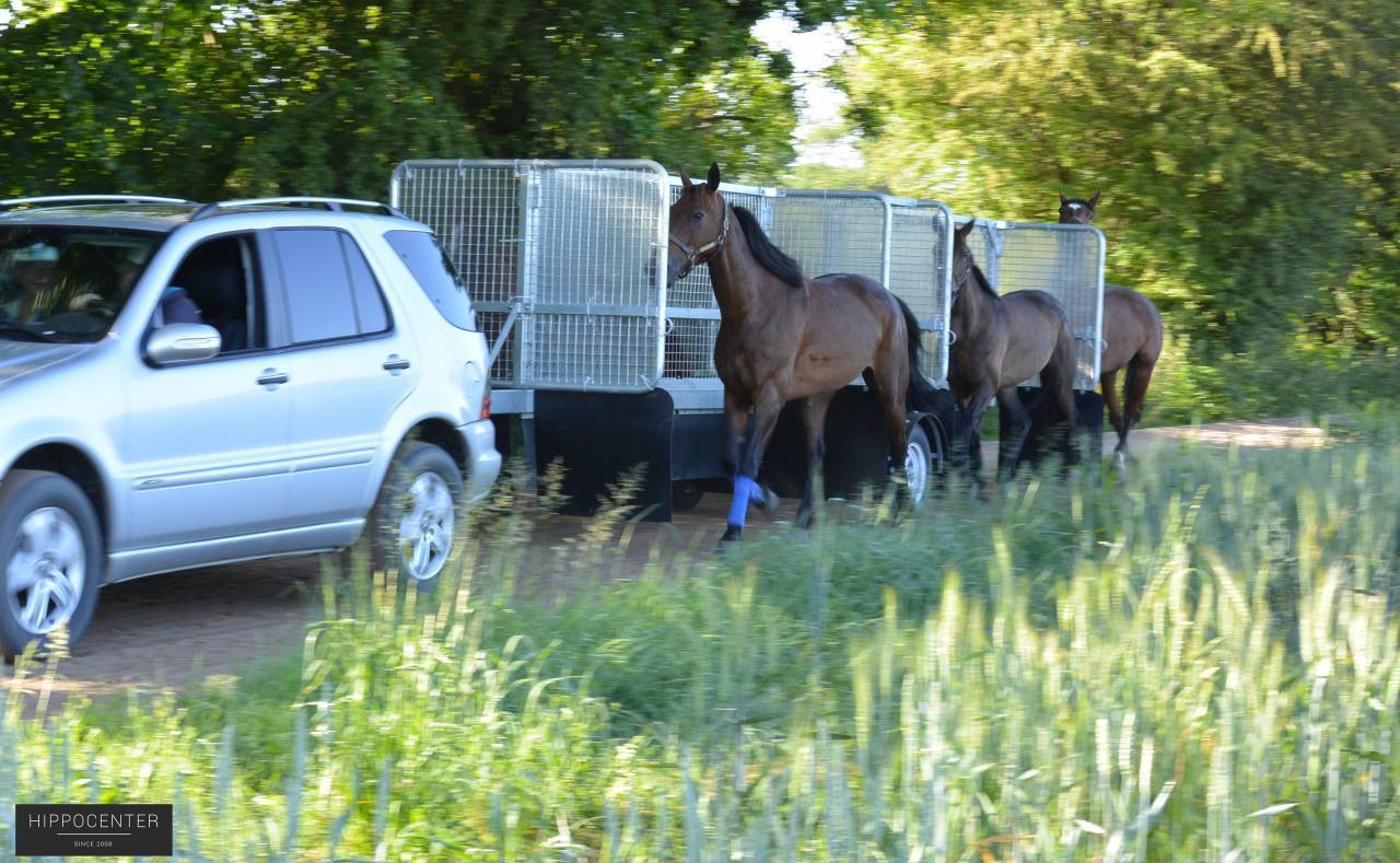 Training de courses - HIPPOCENTER