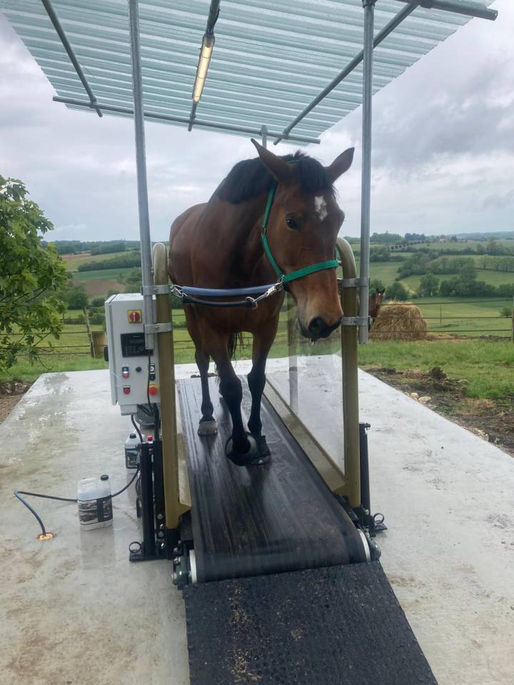 Tapis roulant Hippotrainer Plus - HIPPOCENTER