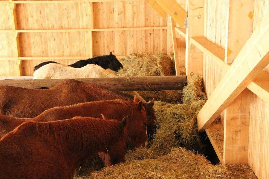 Pension pour chevaux en retraite (25)