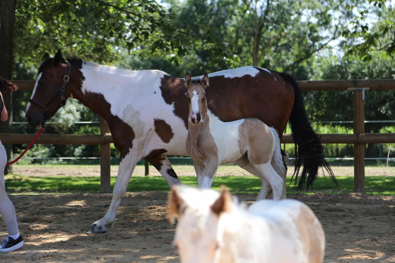 Ecuries Victoria Hoffmann.H