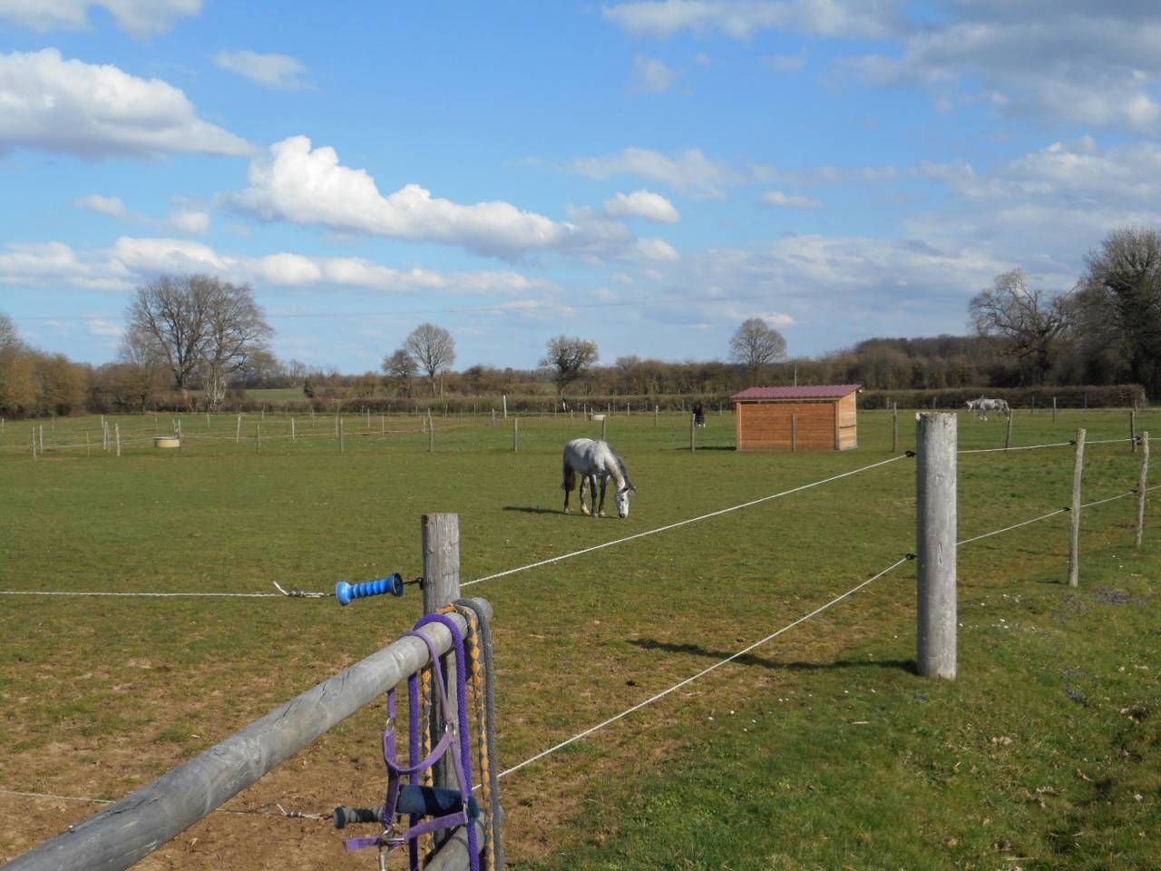 Pension chevaux/poneys proche Poitiers