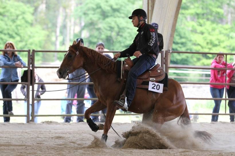 PENSIONS POUR CHEVAUX PONEYS A DOUBLE T FARM