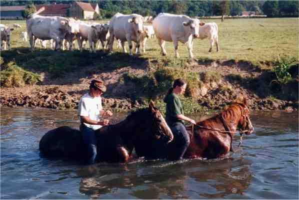 PENSIONS POUR CHEVAUX PONEYS A DOUBLE T FARM