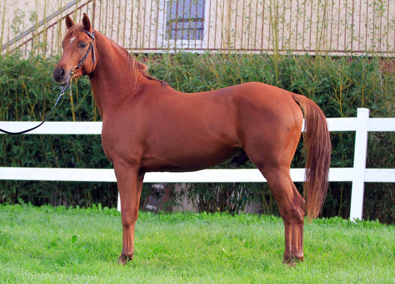 Saillies - PSA - Course et Endurance